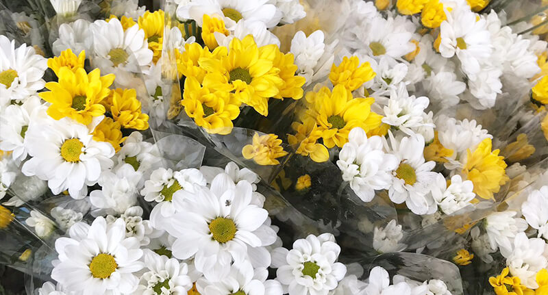 サザンペガサス画像