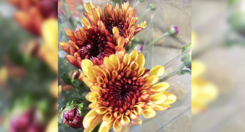 ダンテイエロー画像