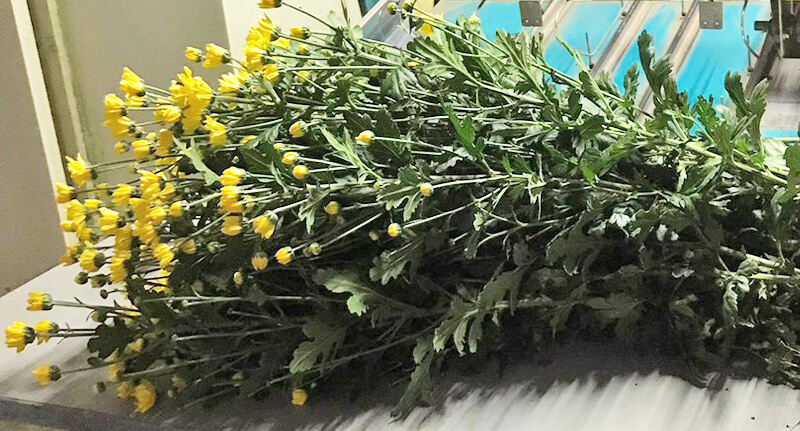 ラドストイエロー画像